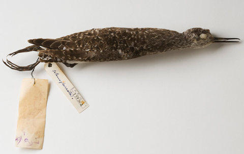 A prepared bird skin specimen. The bird is a mottled brown and grey colour with a thin black beak. It has two paper labels tied to its legs.