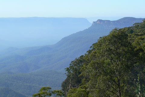 View of the Blue Mountains with trees in the foreground