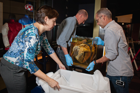 Installing Phar Lap's heart in the Landmarks gallery.