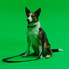 Dash gets familiar with the green screen set.