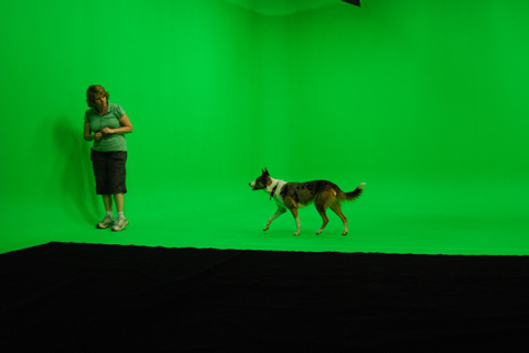 On set with 'Dash' the Australian Koolie.