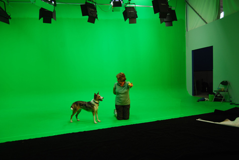 On set with 'Dash' the Australian Koolie.