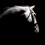 Horse--Matthew-Seed-Photography_w150.jpg