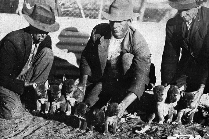 Black and white photograph of three men with coats and hats on kneeling down with two littlers of dingoes in front of them