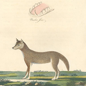 about 5000 years ago: Arrival of the dingo, Australia's first domesticated species