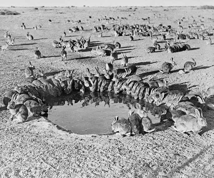 A black and white photo of rabbits drinking from a waterhole
