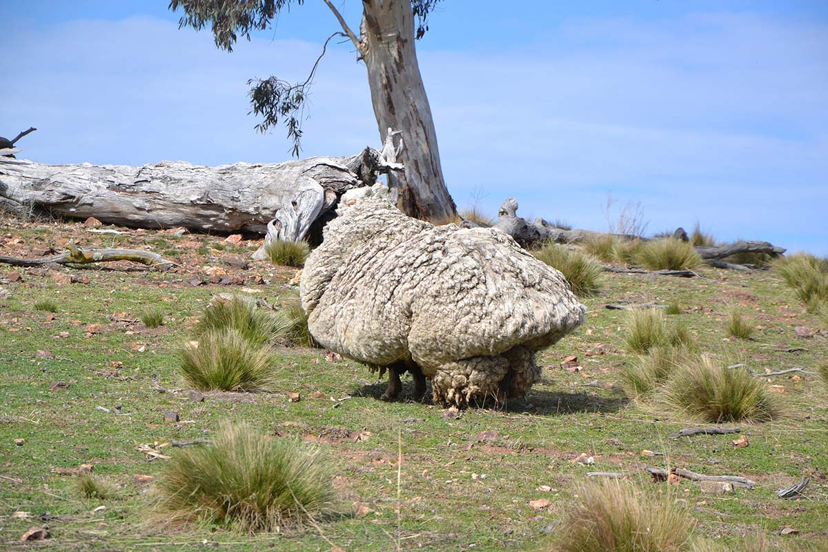 a photo of a very woolly sheep in a paddock - click to view larger image
