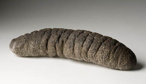 A trepang (or sea cucumber) specimen, greyish-brown in colour and roughly cylindrical in shape.