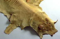 Detail of the skin of an adult thylacine