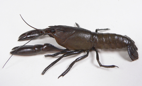 Freshwater crayfish