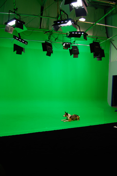 On set with 'Dash' the Australian Koolie.