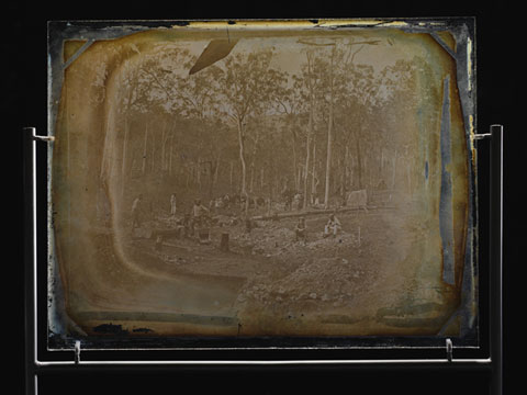 Glass plate showing wide shot of men working in a gully, surrounded by piles of dirt and rock. Several tree stumps appear in the foreground. Numerous large gum trees can be seen in the background.