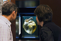 Phar Lap collection