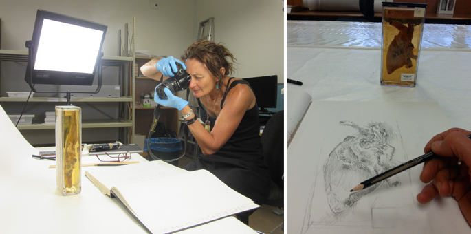 A woman taking a photograph of a specimen in a clear container, alongside an image of a person sketching a specimen.