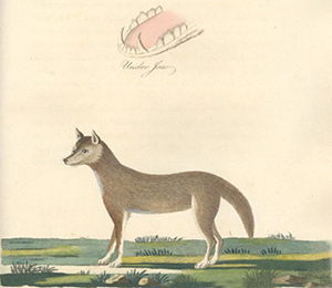 Coloured illustration of a dingo drawn in 1789