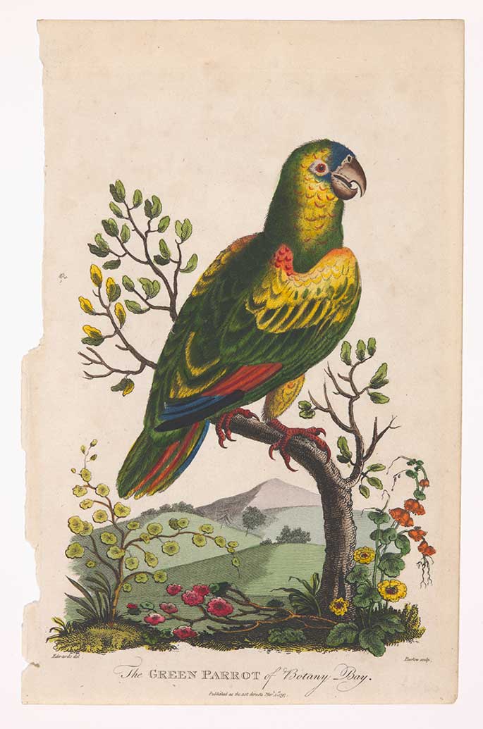 The Green Parrot of Botany Bay, engraving by Sydenham Edwards, 1797 was one of the Museum’s acquisitions this year.