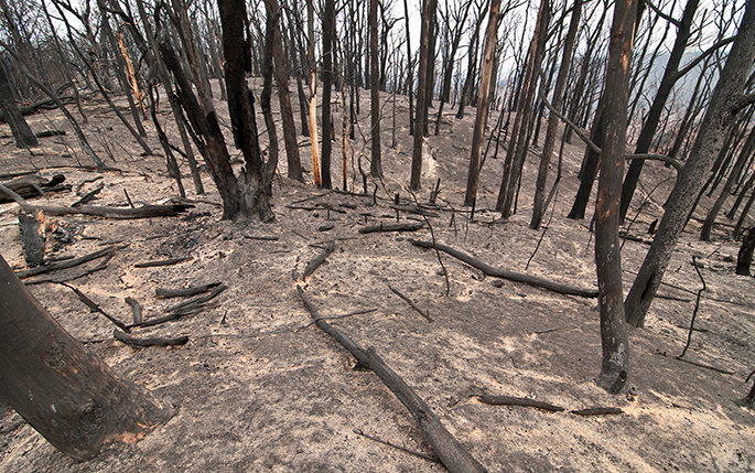 Remains of bush following Black Saturday fires