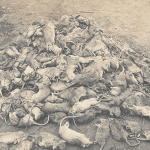Mound of dead rats