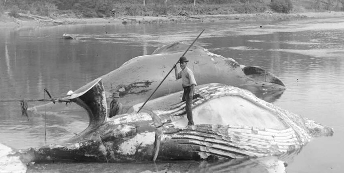 Two men with slaughtered whales on shoreline; one standing on one whale with harpoon spear in hand