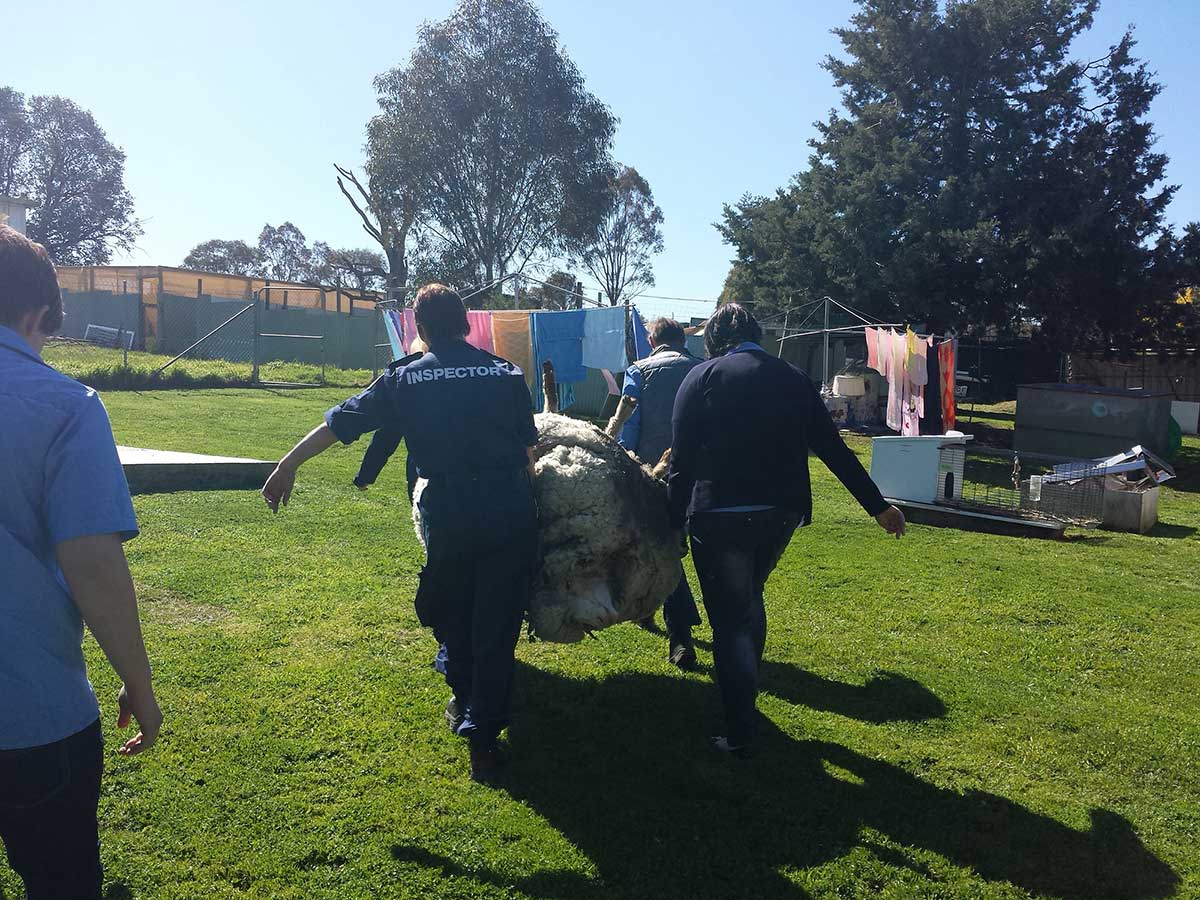 a photo of a very woolly sheep being carried by four people - click to view larger image