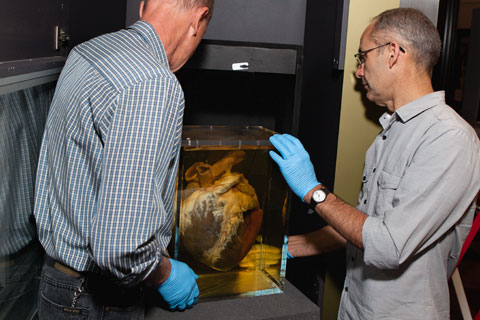 Installing Phar Lap's heart in the Landmarks gallery.