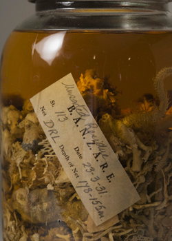 Jar containing mud and sea residue.