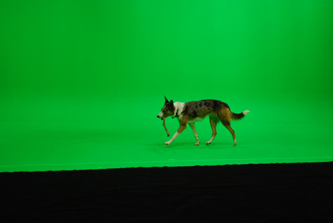 On set with 'Dash' the Australian Koolie.