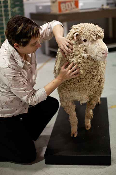 Sheep taxidermy.