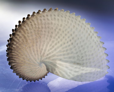 A cream coloured curved shell with a central spiral and raised nodules.
