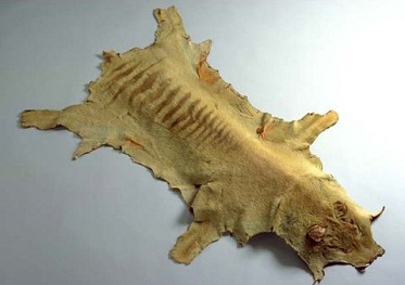 Animal skin with beige-brown fur, with darker stripes across the back.
