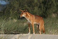Arrival of the dingo about 5000 years ago: Arrival of the dingo, Australia's first domesticated species