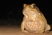 Cane toads 1935: Cane toads introduced into Australia to control pest beetles in Queensland’s sugar cane crops