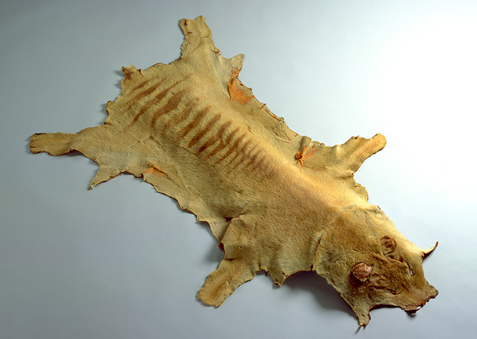 Beige skin with brown stripes on back, lying on white surface.