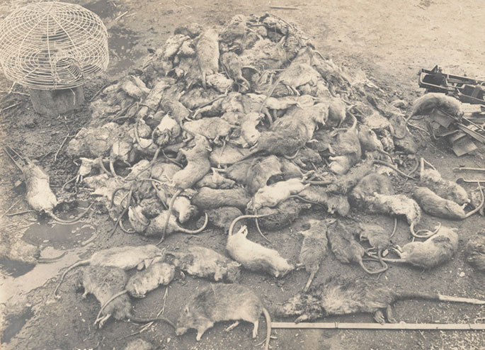 Mound of dead rats