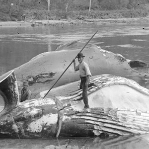 Two men with slaughtered whales on shoreline; one standing on one whale with harpoon spear in hand
