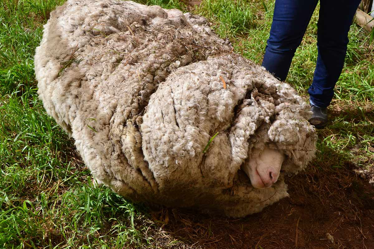 A photo of a very woolly sheep on the ground - click to view larger image