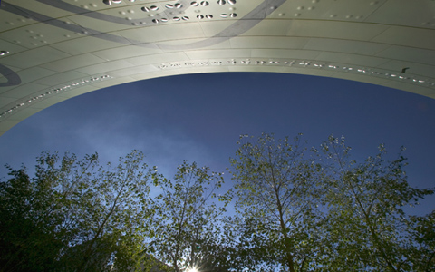 Medium distance images of alder trees, sky with part of the Museum's building arching over the top.