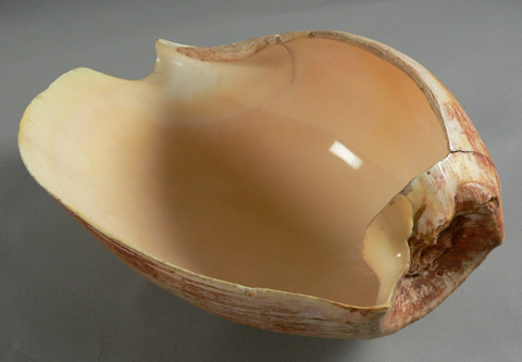 A large baler shell that has had a section cut away.