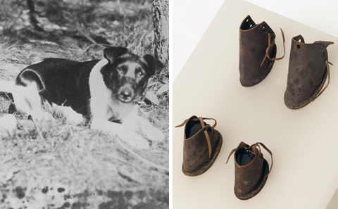 On the left, a photo of a small black and white dog sitting down. On the right, a set of small leather dog boots with eyelets and laces at the rear.