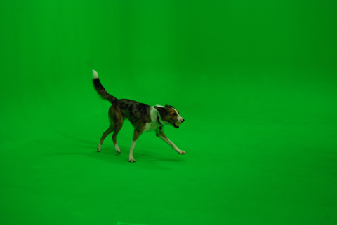 On set with 'Dash' the Australian Koolie.