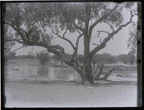 Herbert Basedow's photo of a tree beside Cooper Creek in 1919. Timber can be seen jutting diagonally out of the bank just behind and to the left of the tree.
