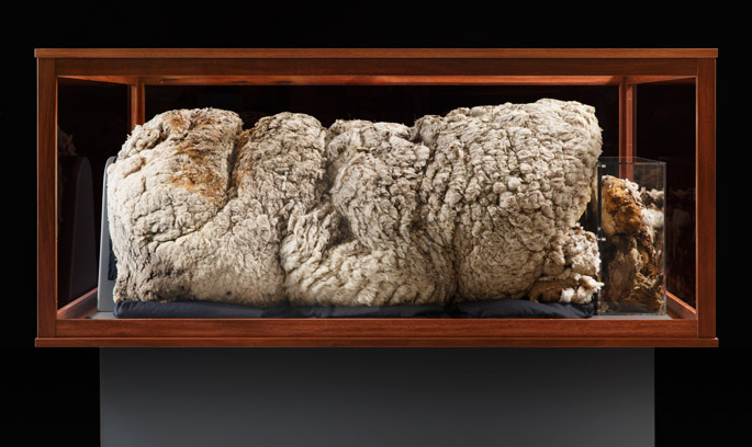 Chris the Sheep's fleece on display