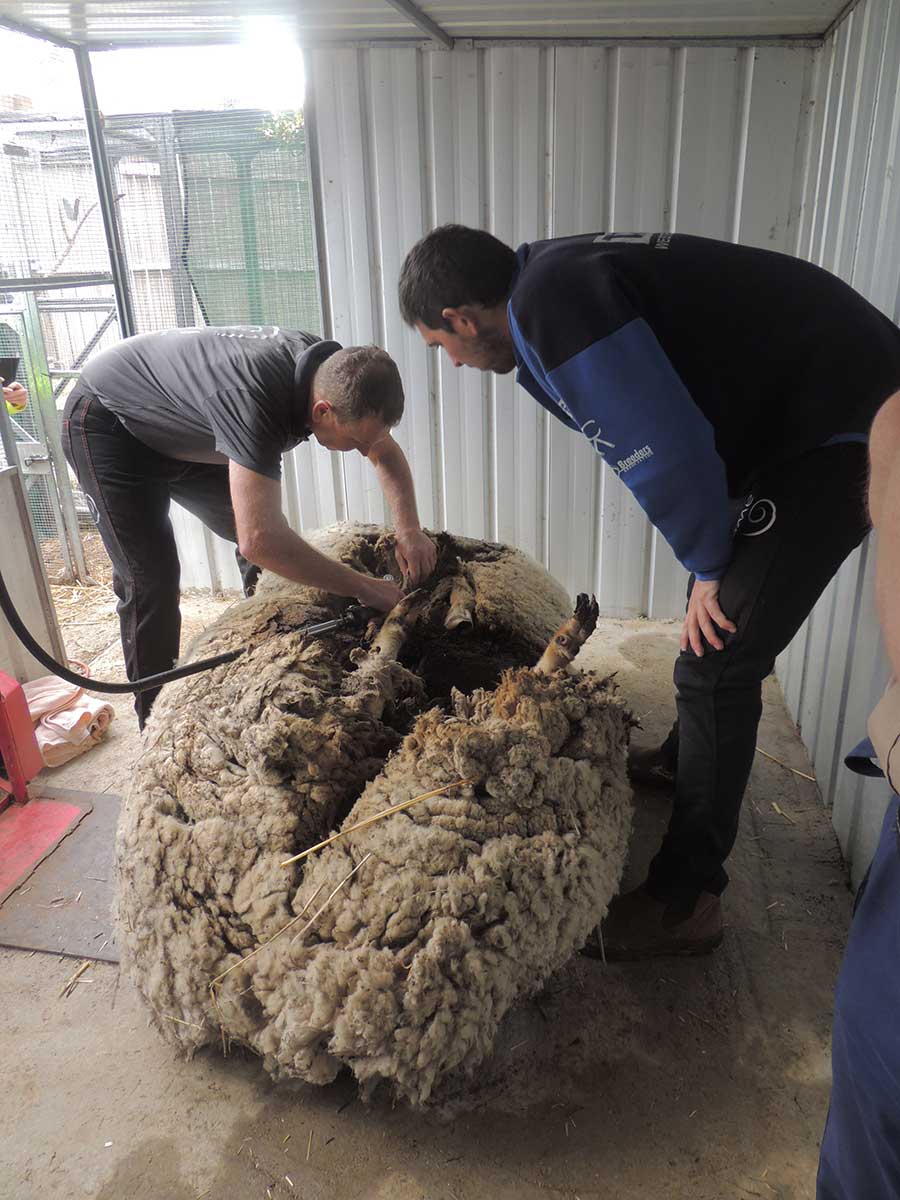 a photo of a very woolly sheep being shorn. - click to view larger image