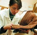Conservator Carmela Mollica examines the riding habit of an 1880s bush missionary