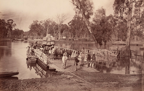 Black and white image showing a wooden vessel moored to a riverbank with ropes. Several horses and a wagon loaded with bales are at the rear of the punt. Various people are standing on the punt and there are many gum trees lining the river.