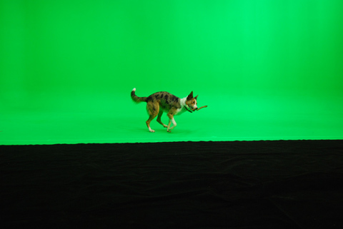 On set with 'Dash' the Australian Koolie.