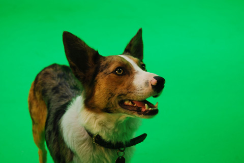 On set with 'Dash' the Australian Koolie.