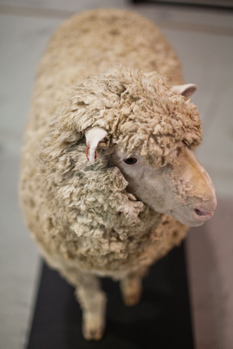 Sheep taxidermy.