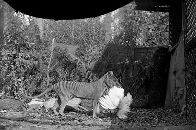 A black and white photo of a thylacine holding a bird in its mouth.