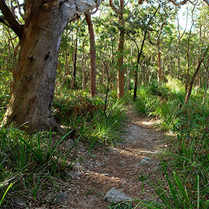Photo of a pathway through bushland